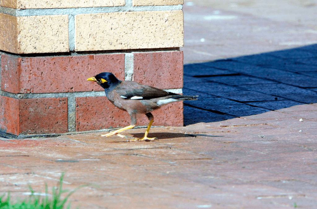 A common myna with a yellow beak and legs walks across a paved area beside a red-and-cream brick column in bright sunlight.