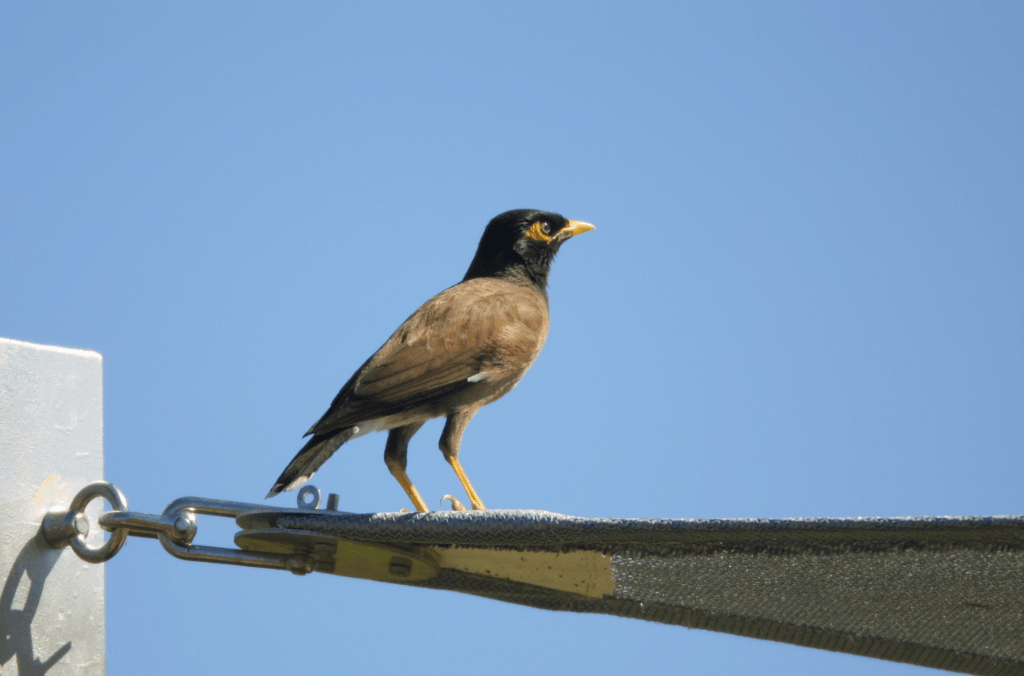 A common myna with a yellow beak and legs stands on the edge of a shade sail structure against a clear blue sky.