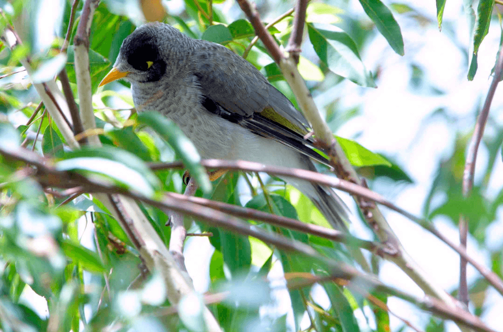 A noisy miner with a yellow beak and black face patch perches among leafy green branches in a sunlit tree canopy.